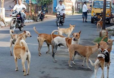 'Rules Framed, But No Action': SC Slams Civic Bodies in Stray Dog Case, Reserves Order on Mass Removal