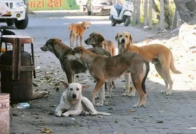 'Will Look Into It' CJI BR Gavai On Stray Dog Issue Amid Fury Over Supreme Court's Mass Relocation Order