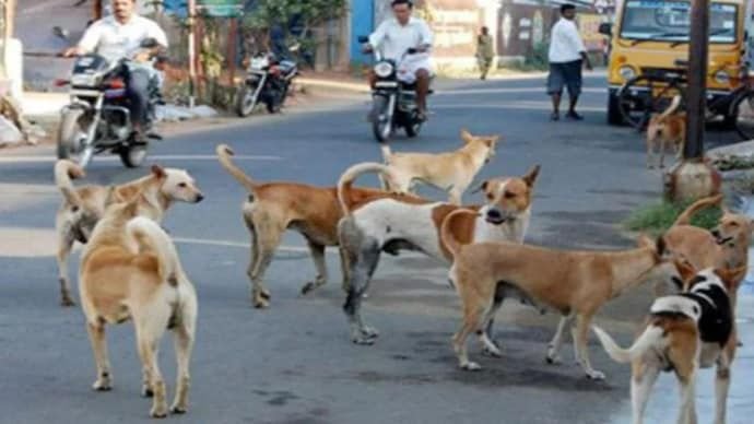Supreme Court Forms New Bench to Rehear Delhi-NCR Stray Dog Case Amid Public Outcry